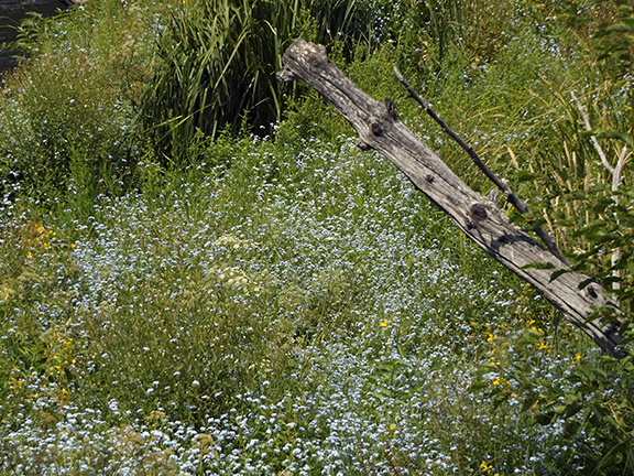 Deschutes-River-Trail-2.1-log-jam3