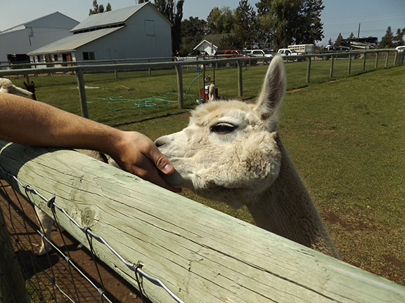 feeding-alpaca1