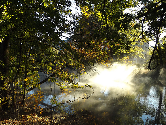 Fox-x-Canopy-sculpture-Emerald-Necklace-Boston10