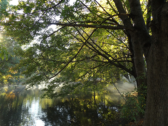 Fox-x-Canopy-sculpture-Emerald-Necklace-Boston11
