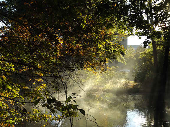 Fox-x-Canopy-sculpture-Emerald-Necklace-Boston12