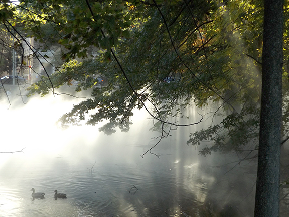 Fox-x-Canopy-sculpture-Emerald-Necklace-Boston17