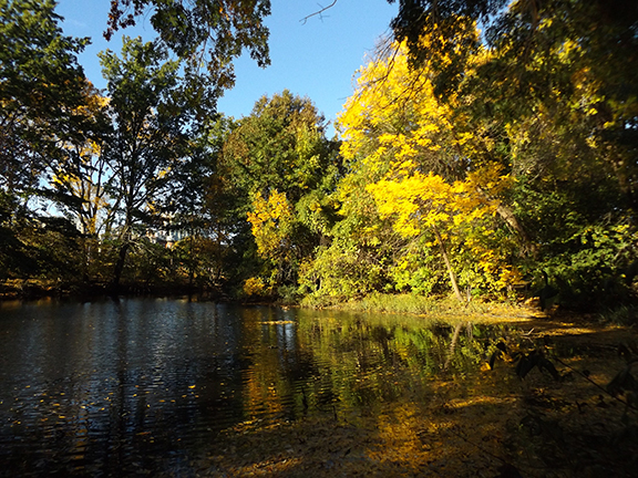 Fox-x-Canopy-sculpture-Emerald-Necklace-Boston3