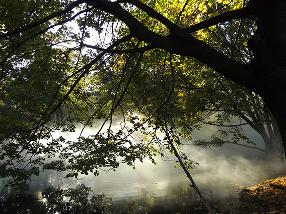 Fox-x-Canopy-sculpture-Emerald-Necklace-Boston8