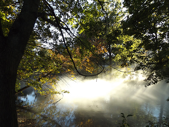 Fox-x-Canopy-sculpture-Emerald-Necklace-Boston9