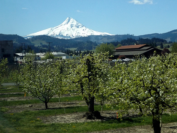 Fruit-Blossom-Special1