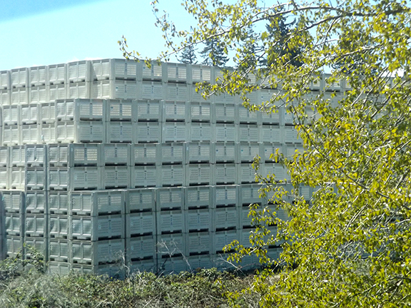 Fruit-Blossom-Special3