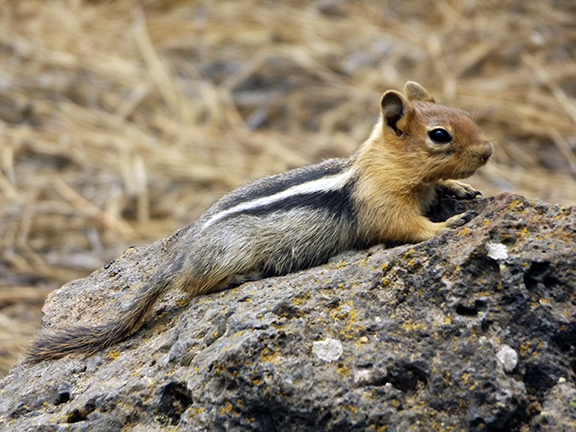 ground-squirrel-Newberry-National-Volcanic-Monument1