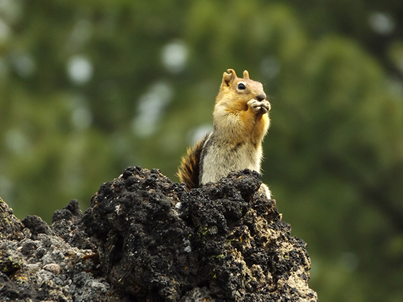 ground-squirrel-Newberry-National-Volcanic-Monument2
