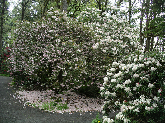 Hendricks-Park-Rhododendron-Garden-Eugene14