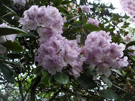 Hendricks-Park-Rhododendron-Garden-Eugene15