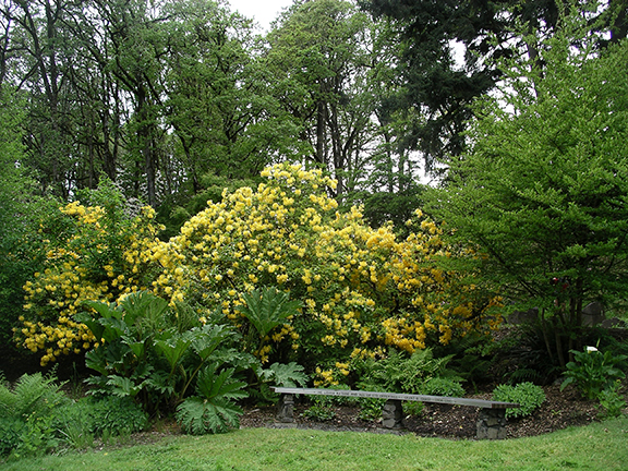 Hendricks-Park-Rhododendron-Garden-Eugene16