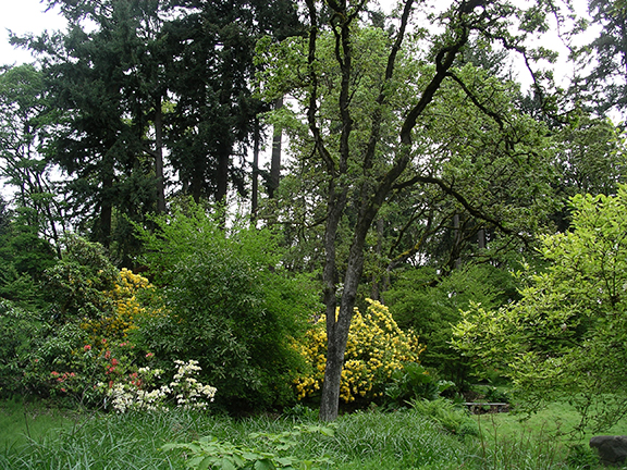 Hendricks-Park-Rhododendron-Garden-Eugene17