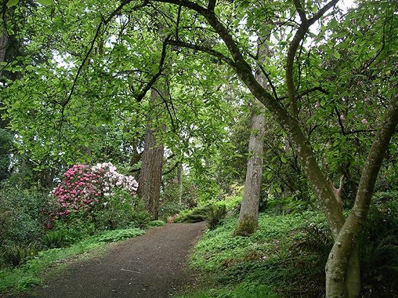 Hendricks-Park-Rhododendron-Garden-Eugene19