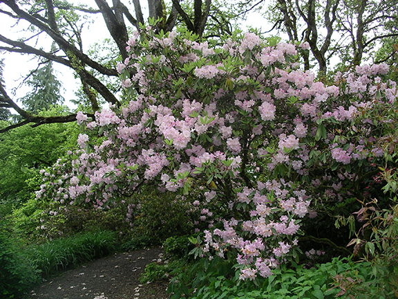 Hendricks-Park-Rhododendron-Garden-Eugene21