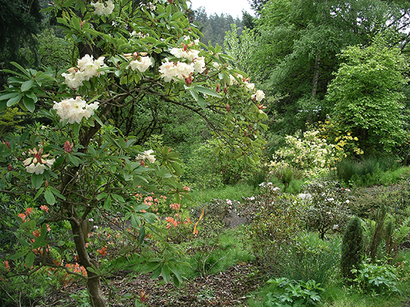 Hendricks-Park-Rhododendron-Garden-Eugene22