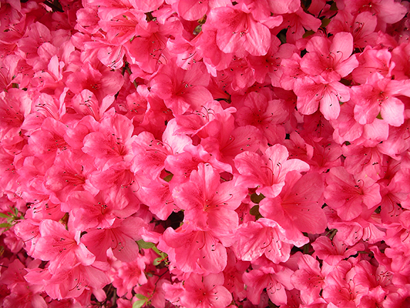 Hendricks-Park-Rhododendron-Garden-Eugene23