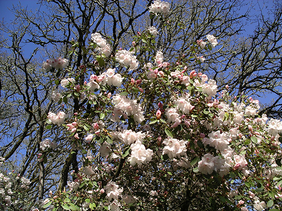Hendricks-Park-Rhododendron-Garden-Eugene4