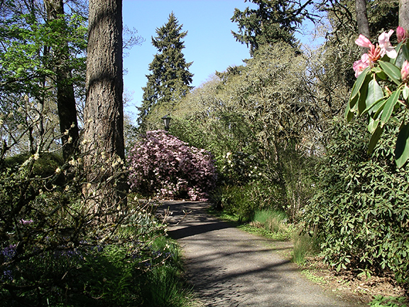 Hendricks-Park-Rhododendron-Garden-Eugene5