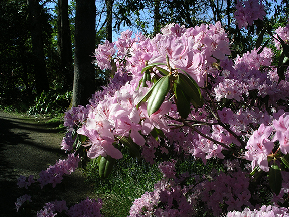 Hendricks-Park-Rhododendron-Garden-Eugene6