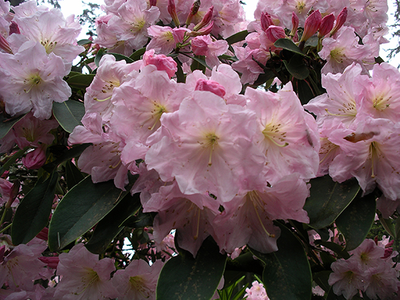Hendricks-Park-Rhododendron-Garden-Eugene8