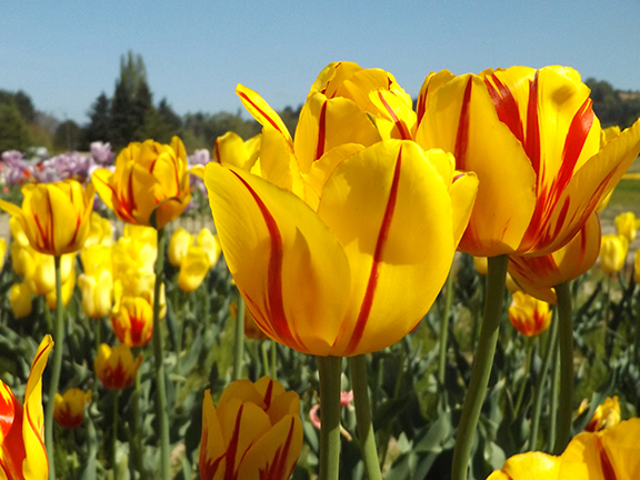 Holland- America-Bulb-Farms1