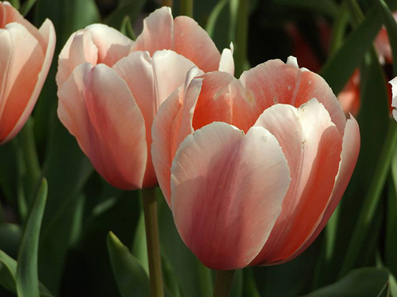 Holland- America-Bulb-Farms11