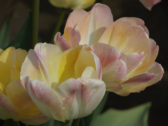 Holland- America-Bulb-Farms12