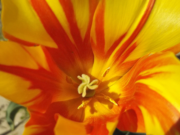 Holland- America-Bulb-Farms15