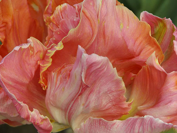 Holland- America-Bulb-Farms16