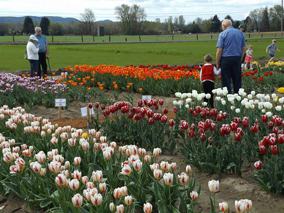 Holland- America-Bulb-Farms17