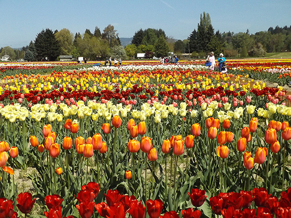 Holland- America-Bulb-Farms2