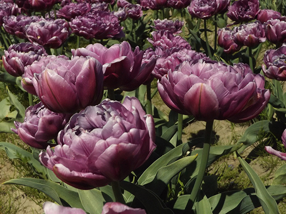 Holland- America-Bulb-Farms20