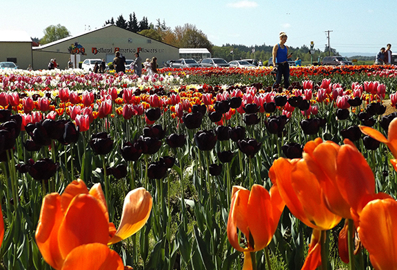 Holland- America-Bulb-Farms3