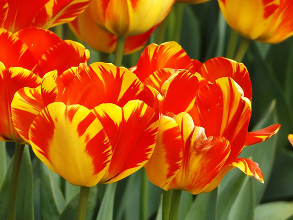 Holland- America-Bulb-Farms7