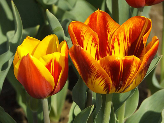 Holland- America-Bulb-Farms8