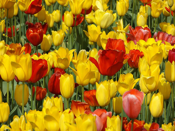 Holland- America-Bulb-Farms9