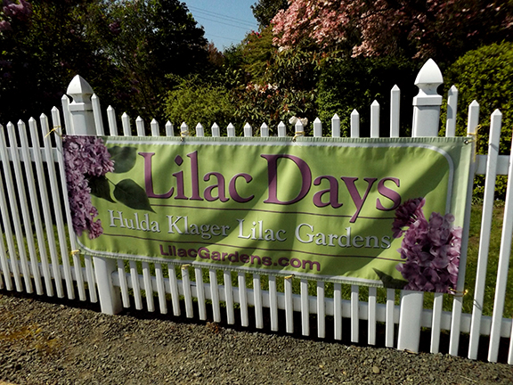 Hulda-Klager-Lilac-Gardens-Woodland