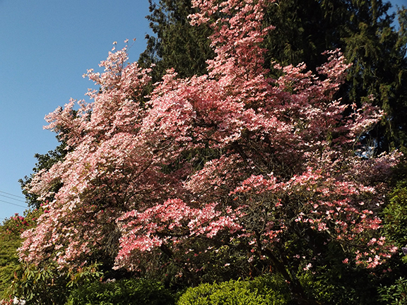 Hulda-Klager-Lilac-Gardens-Woodland2