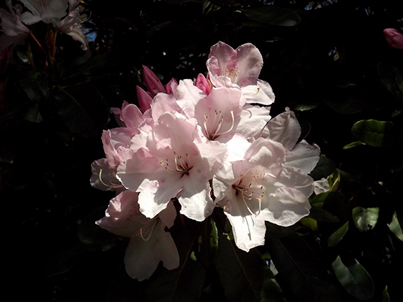 Hulda-Klager-Lilac-Gardens-Woodland7