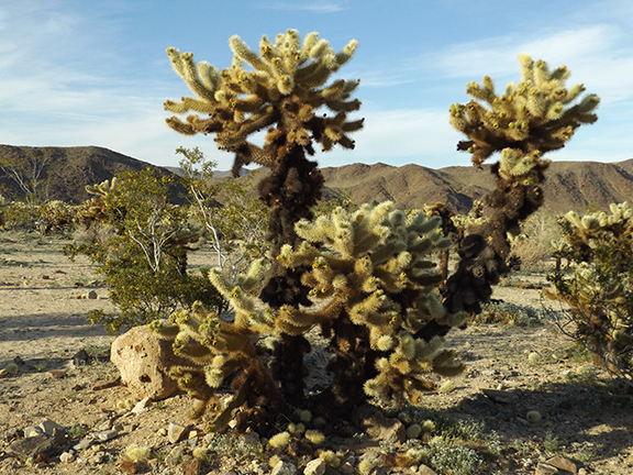 Joshua-Tree-National-Park10