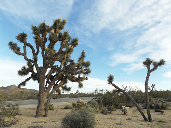 Joshua-Tree-National-Park12