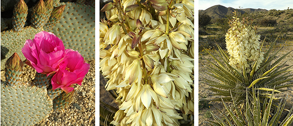 Joshua-Tree-National-Park18