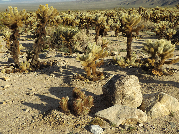 Joshua-Tree-National-Park9