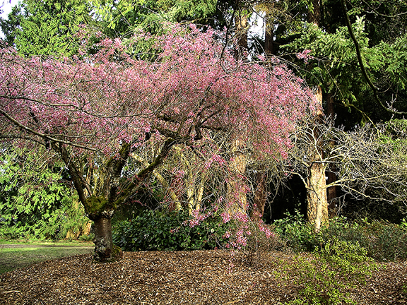 Kubota-Garden-spring-Seattle