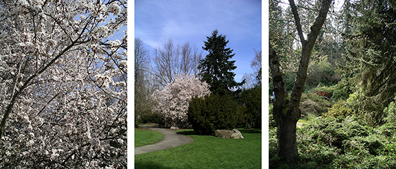 Kubota-Garden-spring-Seattle10