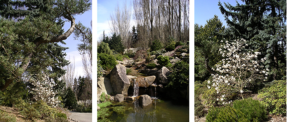 Kubota-Garden-spring-Seattle8