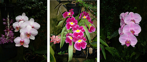 Longwood-Gardens-Conservatory10