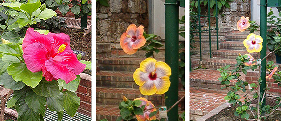 Longwood-Gardens-Conservatory11