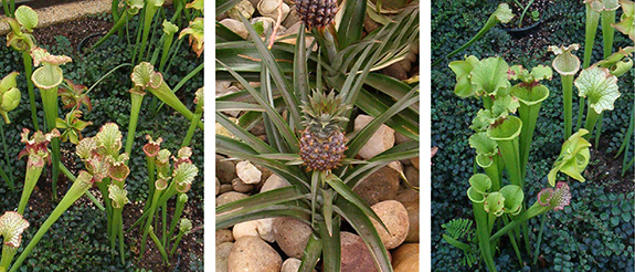 Longwood-Gardens-Conservatory8